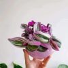 ⁦المكحلة..... ترادسكانتيا⁩ - الصورة ⁦3⁩