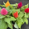 ⁦عرف الديك (Celosia Cristata)⁩ - الصورة ⁦2⁩