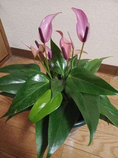⁦انتوريوم (Anthuriums )⁩ - الصورة ⁦3⁩