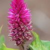⁦عرف الديك (Celosia Cristata)⁩ - الصورة ⁦3⁩