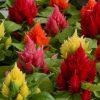 ⁦عرف الديك (Celosia Cristata)⁩ - الصورة ⁦4⁩