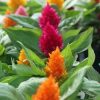 عرف الديك (Celosia Cristata)
