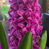 ⁦الهايسنت Hyacinthus orientalis⁩ - الصورة ⁦3⁩