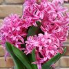 ⁦الهايسنت Hyacinthus orientalis⁩ - الصورة ⁦4⁩