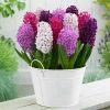 ⁦الهايسنت Hyacinthus orientalis⁩ - الصورة ⁦5⁩