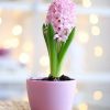 الهايسنت Hyacinthus orientalis