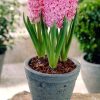 ⁦الهايسنت Hyacinthus orientalis⁩ - الصورة ⁦6⁩