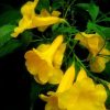 ⁦التيكوما Tecoma Stans⁩ - الصورة ⁦5⁩