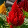 ⁦عرف الديك (Celosia Cristata)⁩ - الصورة ⁦5⁩